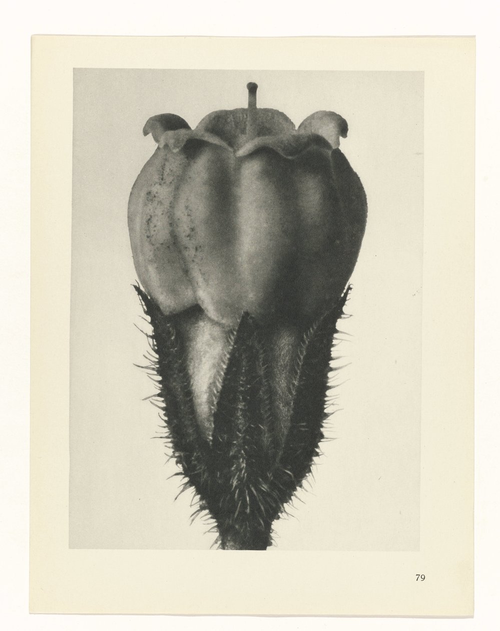 planlegge studie Archetypes of Art (serietittel) av Karl Blossfeldt