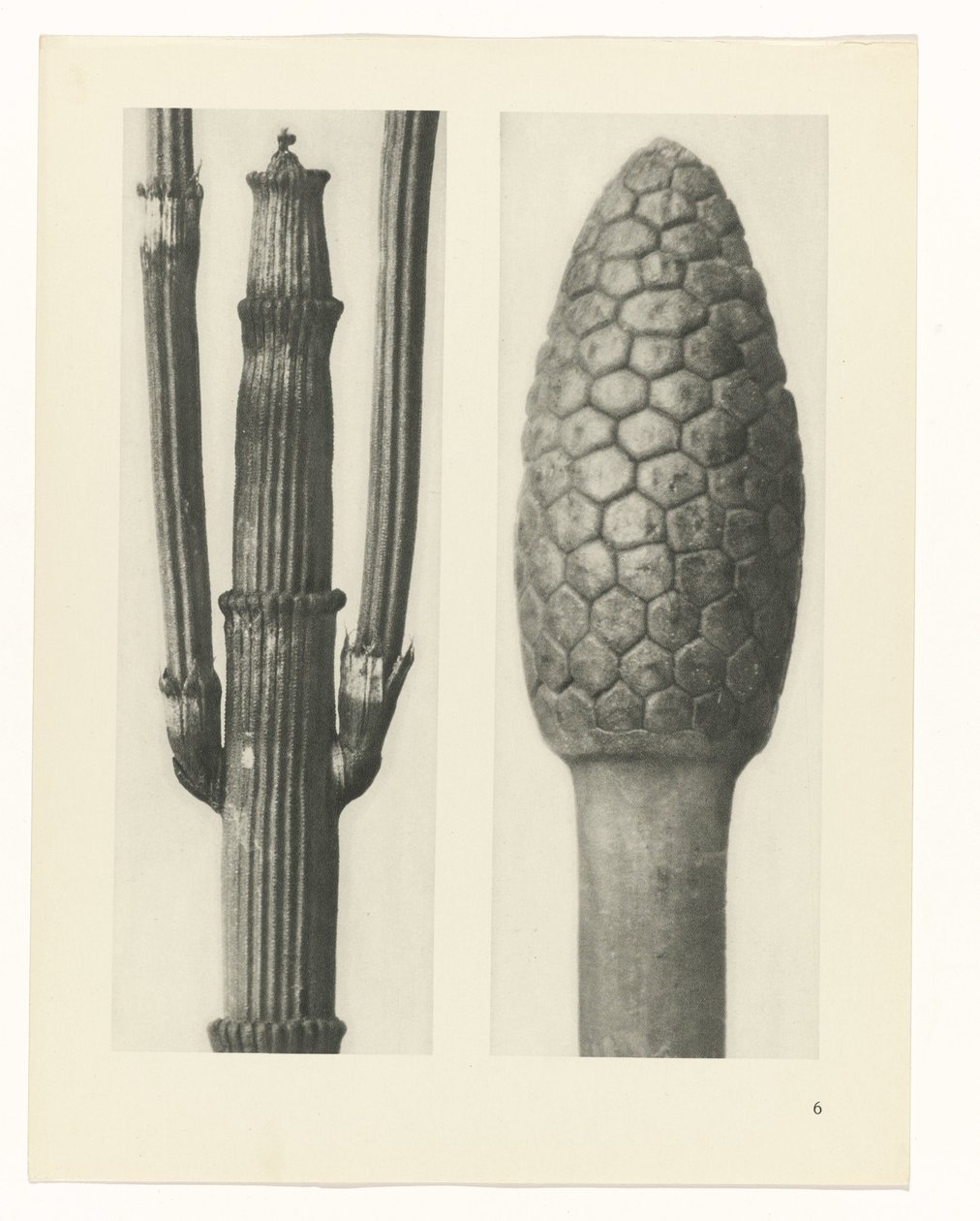 Planstudie Urformen der Kunst (serietittel) av Karl Blossfeldt