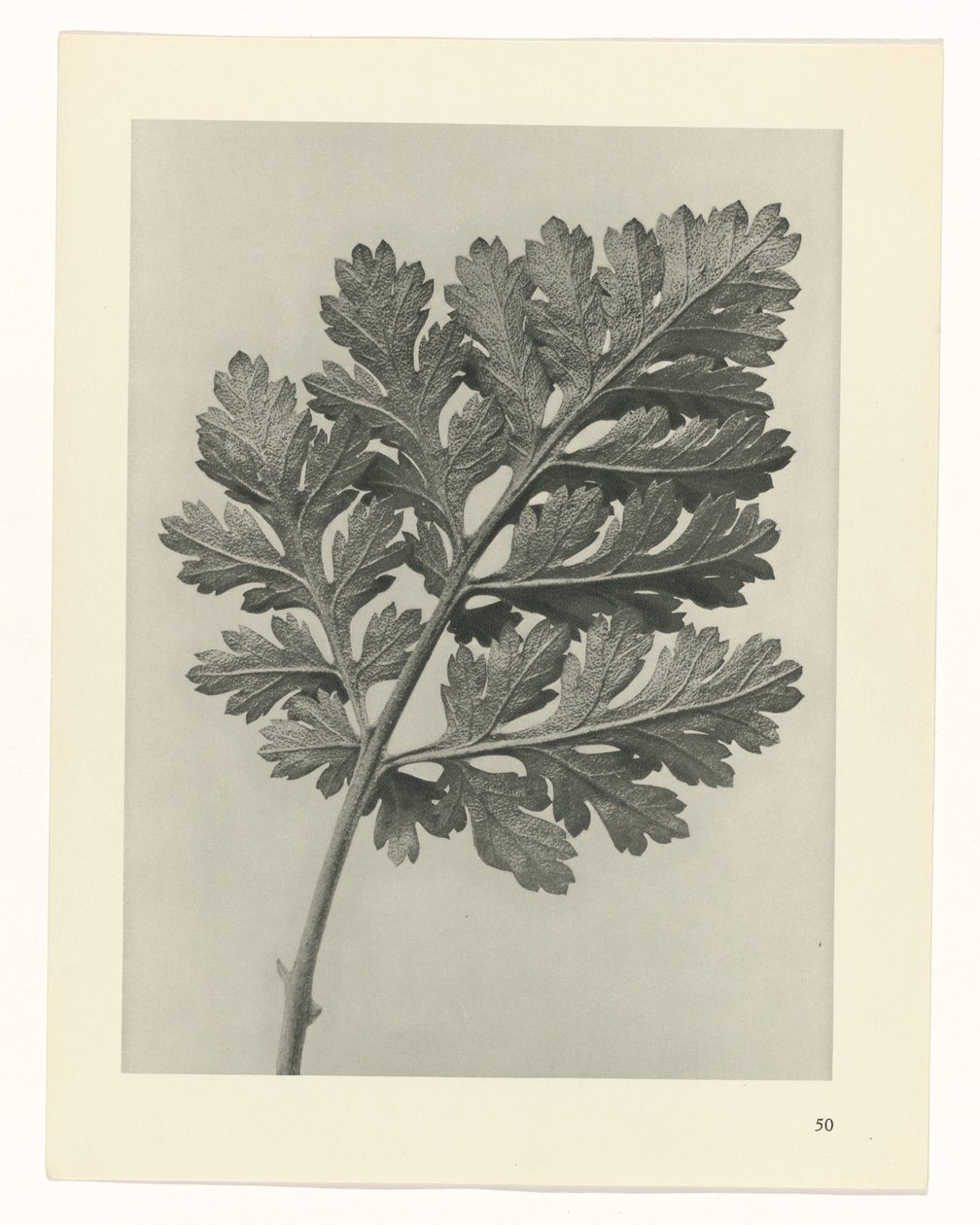 planlegge studie Archetypes of Art (serietittel) av Karl Blossfeldt