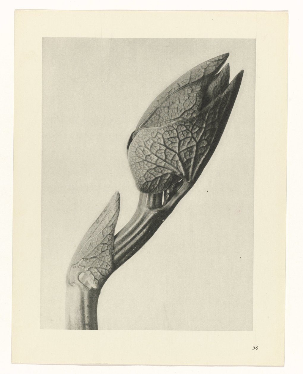 planlegge studie Archetypes of Art (serietittel) av Karl Blossfeldt