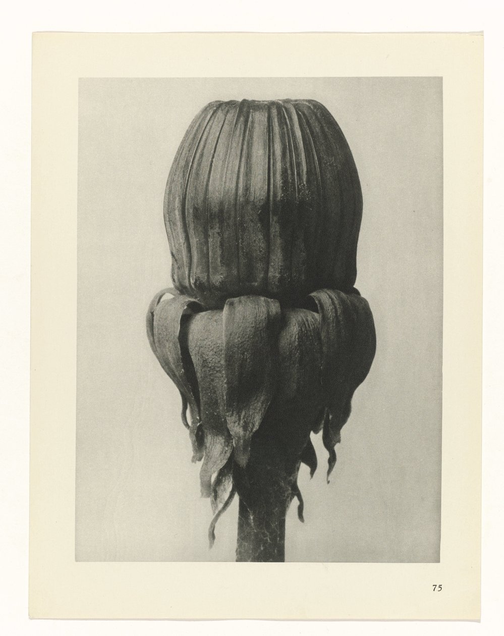 planlegge studie Archetypes of Art (serietittel) av Karl Blossfeldt