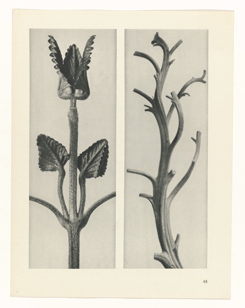 planlegge studie Archetypes of Art (serietittel) av Karl Blossfeldt