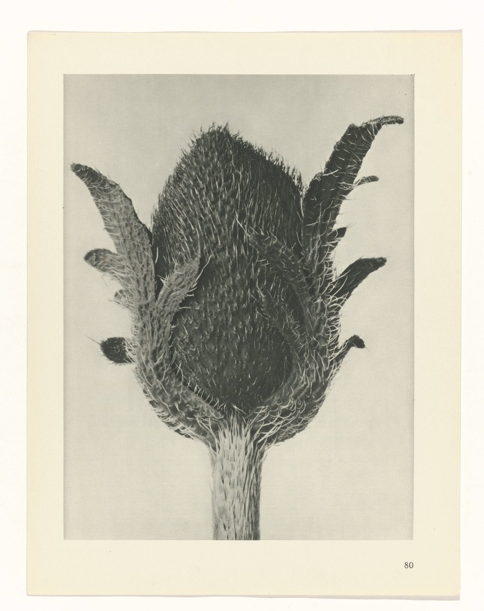 planlegge studie Archetypes of Art (serietittel) av Karl Blossfeldt