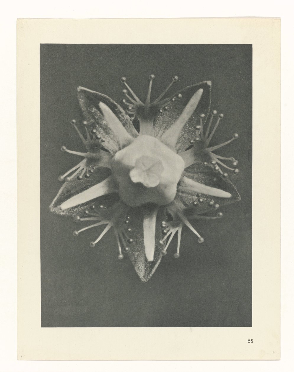 planlegge studie Archetypes of Art (serietittel) av Karl Blossfeldt