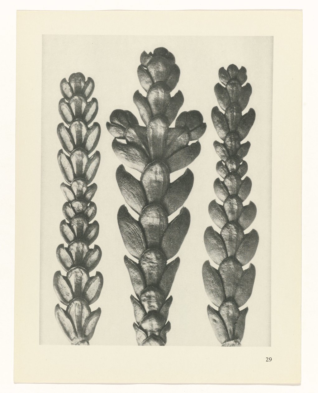 planlegge studie Archetypes of Art (serietittel) av Karl Blossfeldt