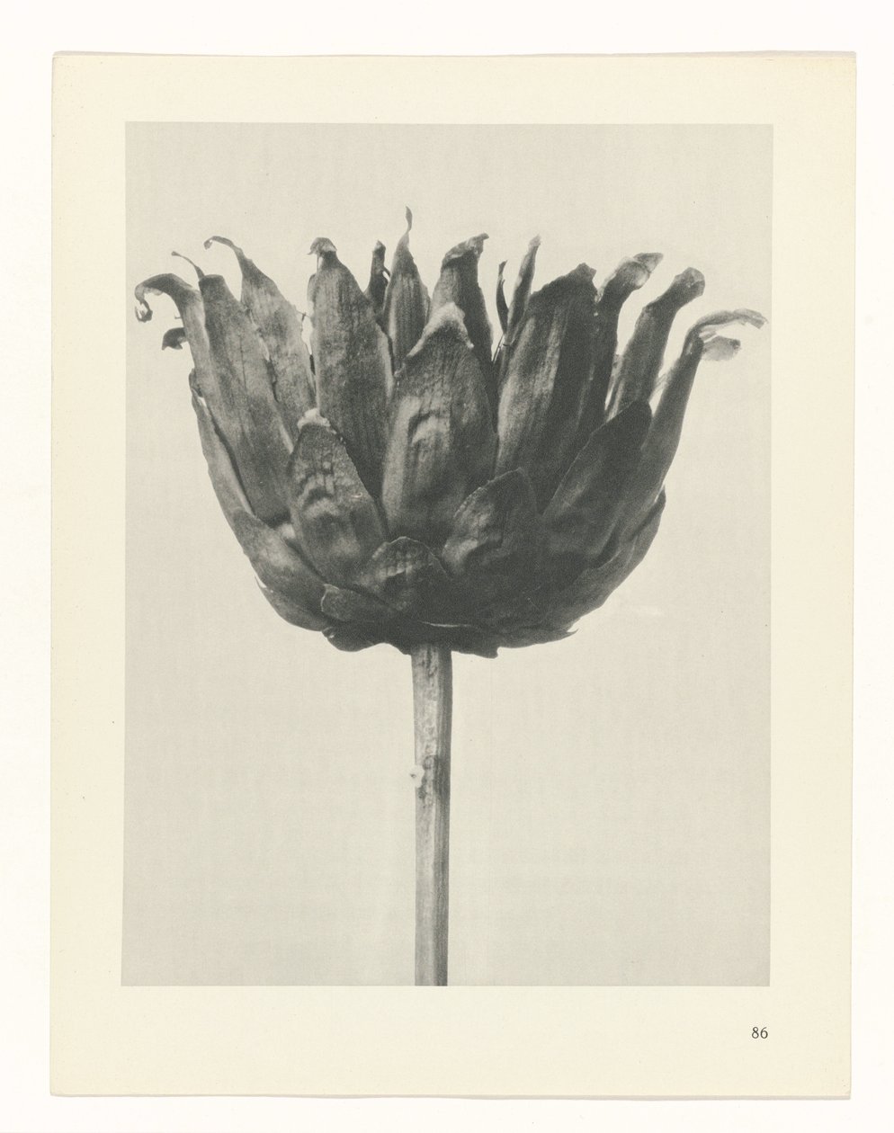 planlegge studie Archetypes of Art (serietittel) av Karl Blossfeldt