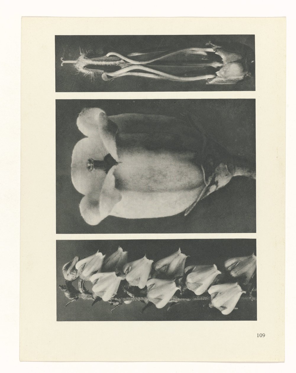 Planstudie Urformen der Kunst (serietittel) av Karl Blossfeldt