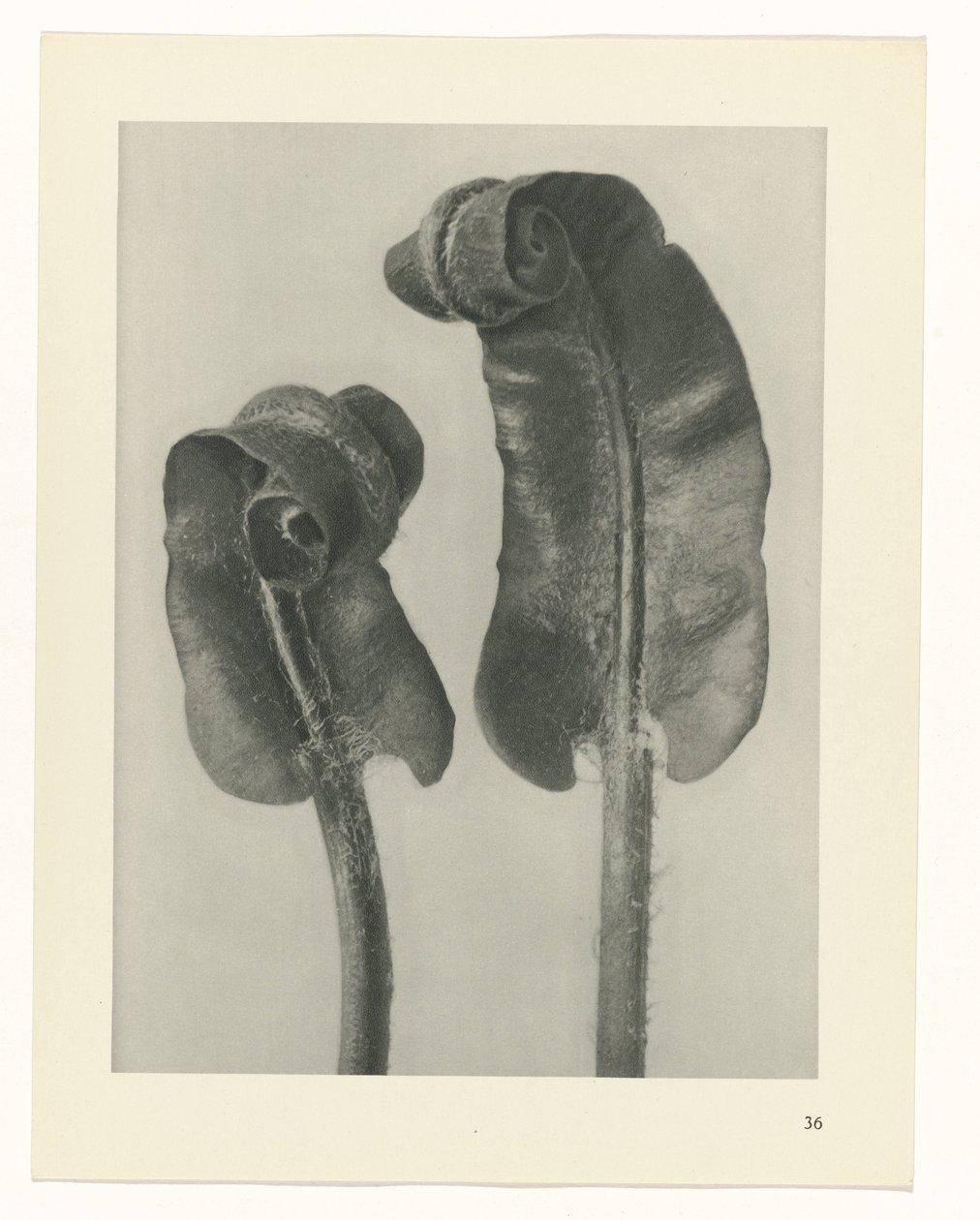 planlegge studie Archetypes of Art (serietittel) av Karl Blossfeldt