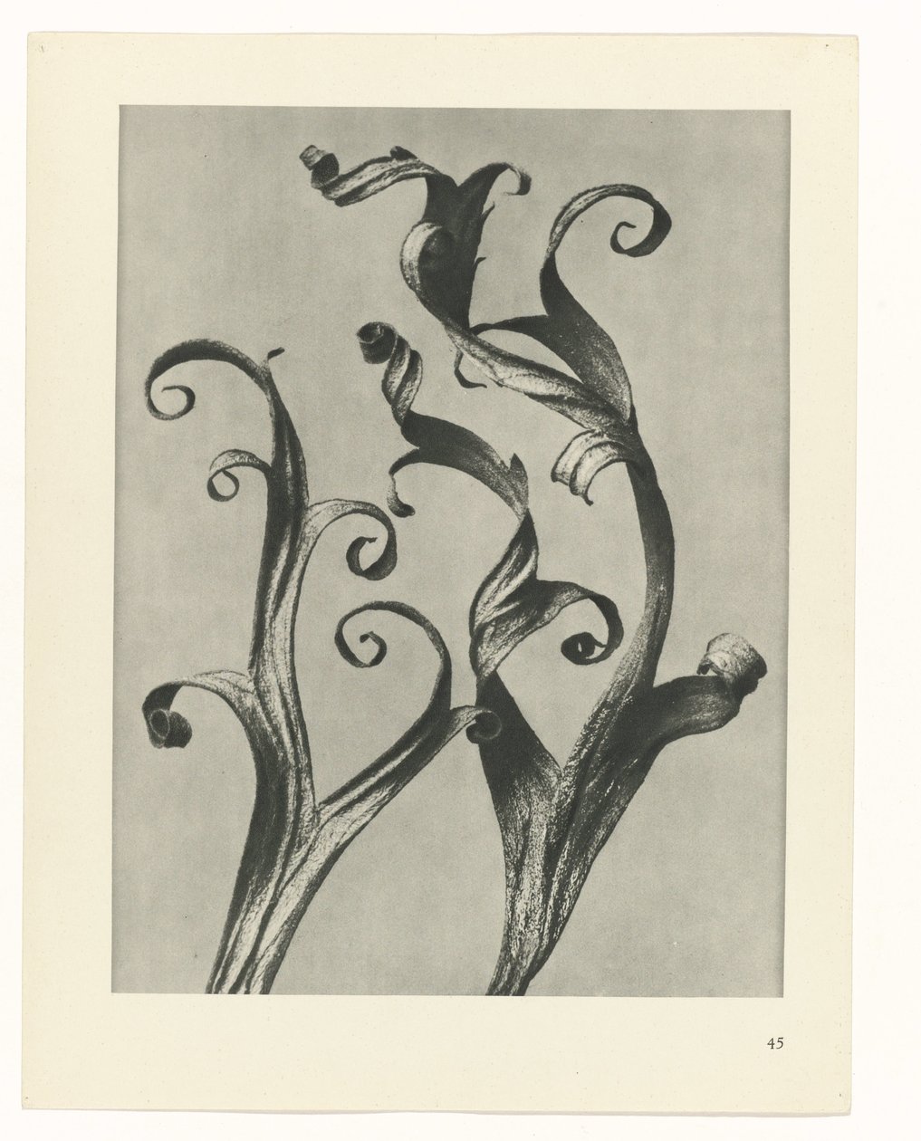 planlegge studie Archetypes of Art (serietittel) av Karl Blossfeldt