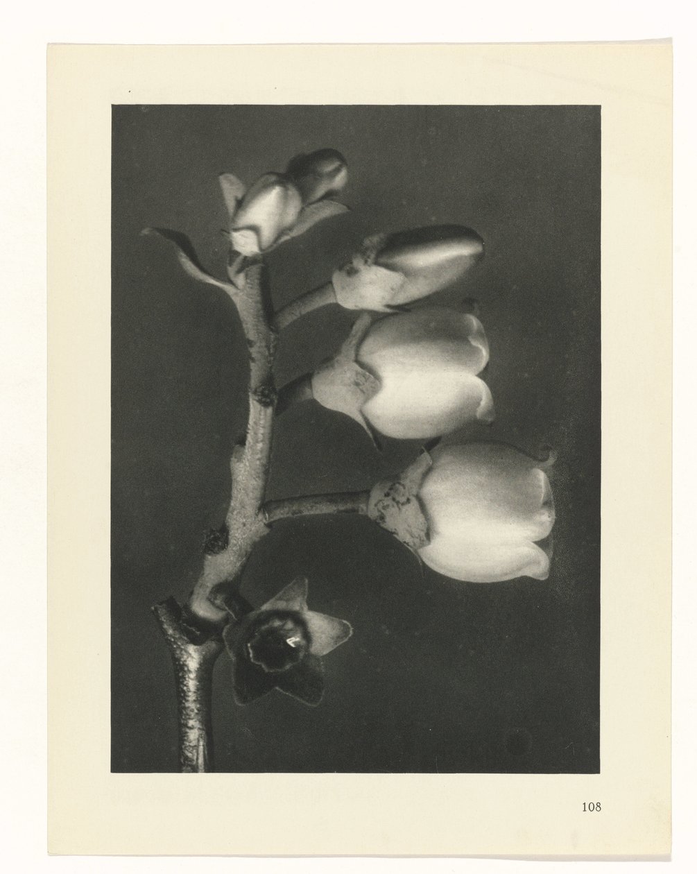 planlegge studie Archetypes of Art (serietittel) av Karl Blossfeldt