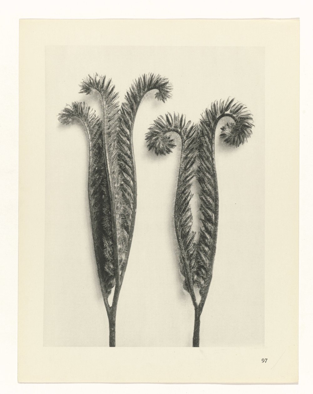 planlegge studie Archetypes of Art (serietittel) av Karl Blossfeldt