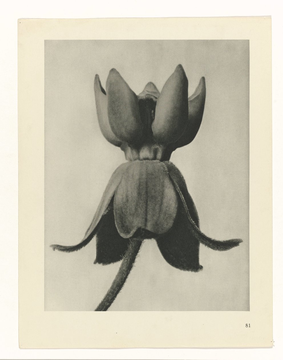 planlegge studie Archetypes of Art (serietittel) av Karl Blossfeldt