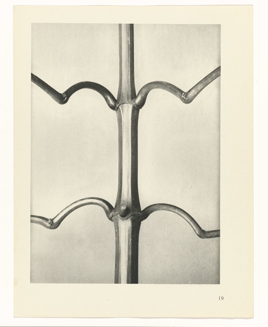 planlegge studie Archetypes of Art (serietittel) av Karl Blossfeldt