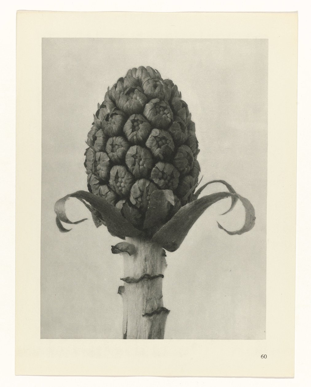 planlegge studie Archetypes of Art (serietittel) av Karl Blossfeldt