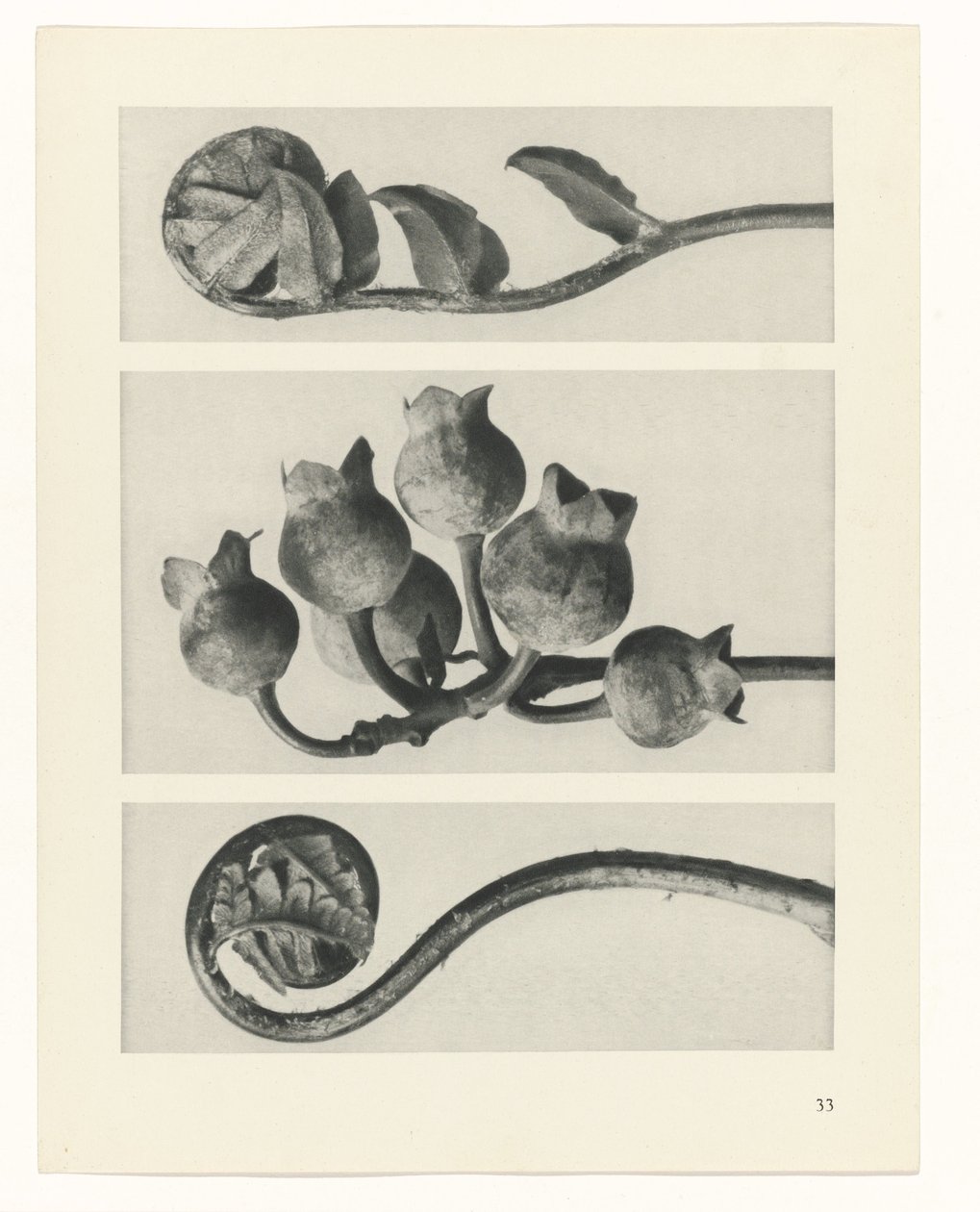 Planstudie Urformen der Kunst (serietittel) av Karl Blossfeldt