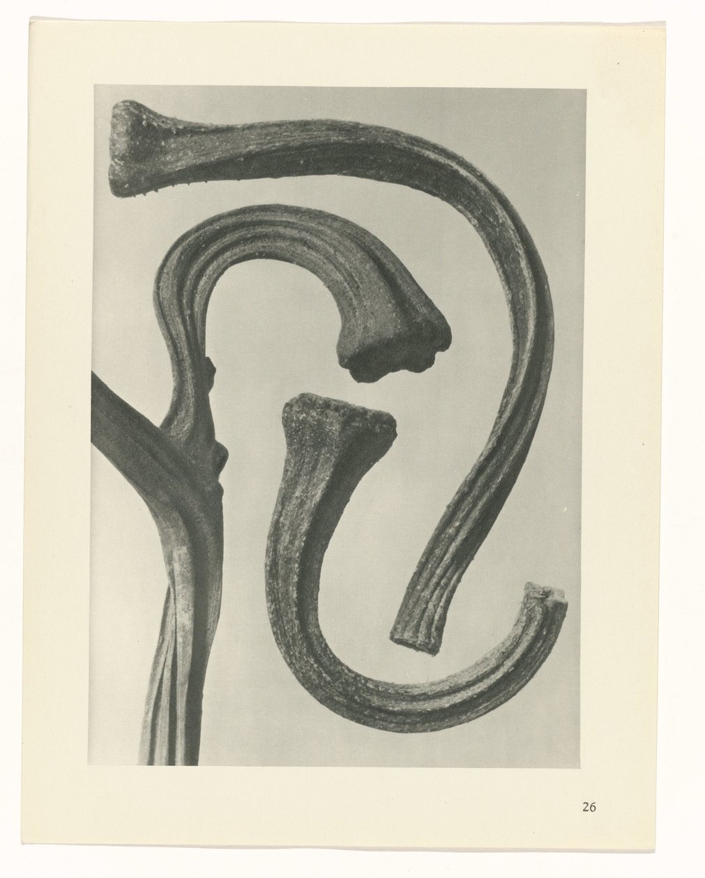 planlegge studie Archetypes of Art (serietittel) av Karl Blossfeldt