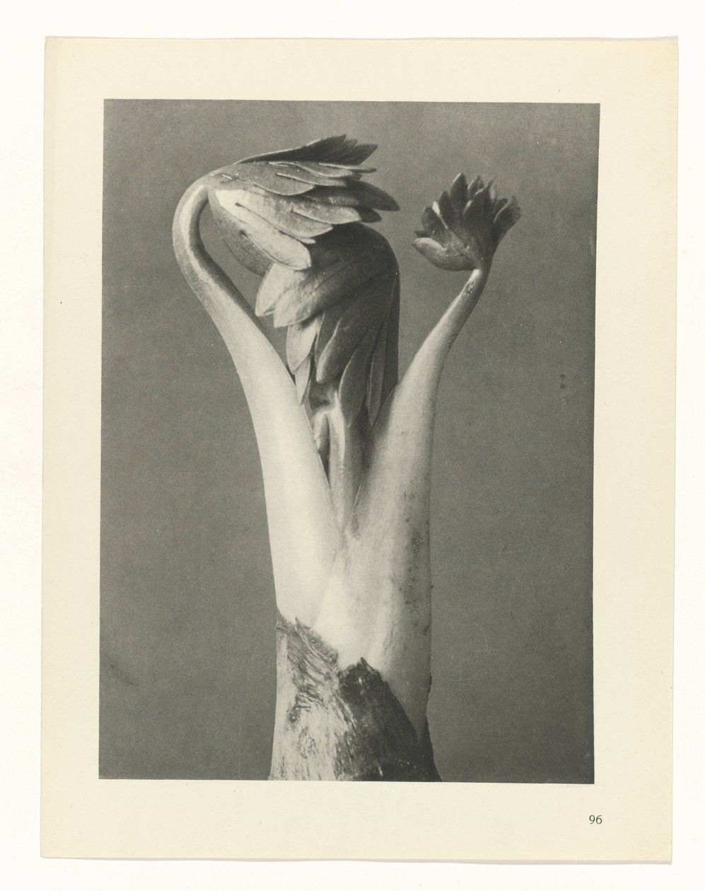 planlegge studie Archetypes of Art (serietittel) av Karl Blossfeldt