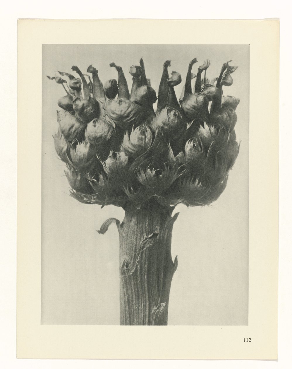 planlegge studie Archetypes of Art (serietittel) av Karl Blossfeldt