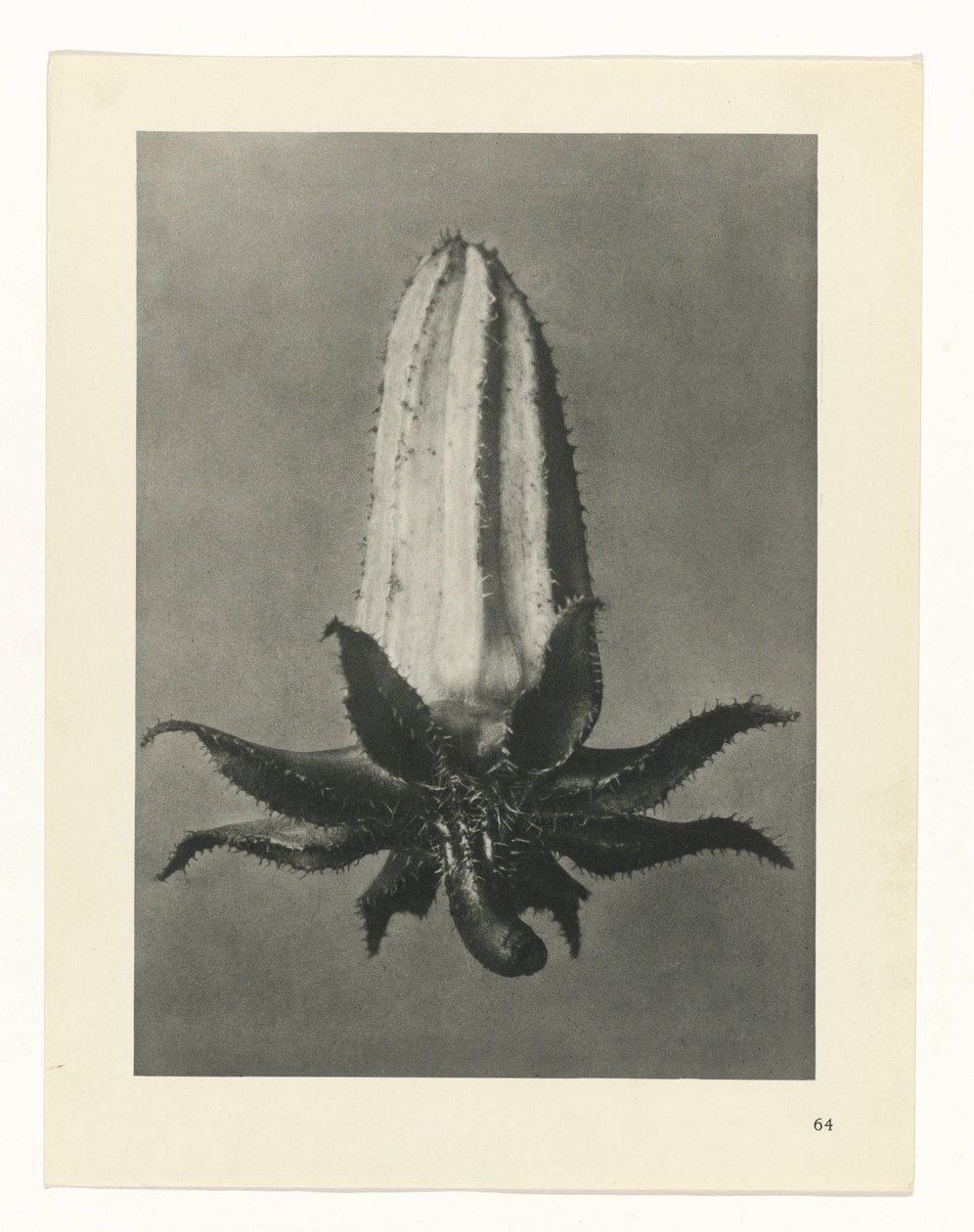planlegge studie Archetypes of Art (serietittel) av Karl Blossfeldt