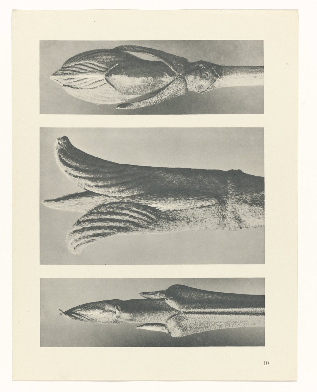 planlegge studie Archetypes of Art (serietittel) av Karl Blossfeldt