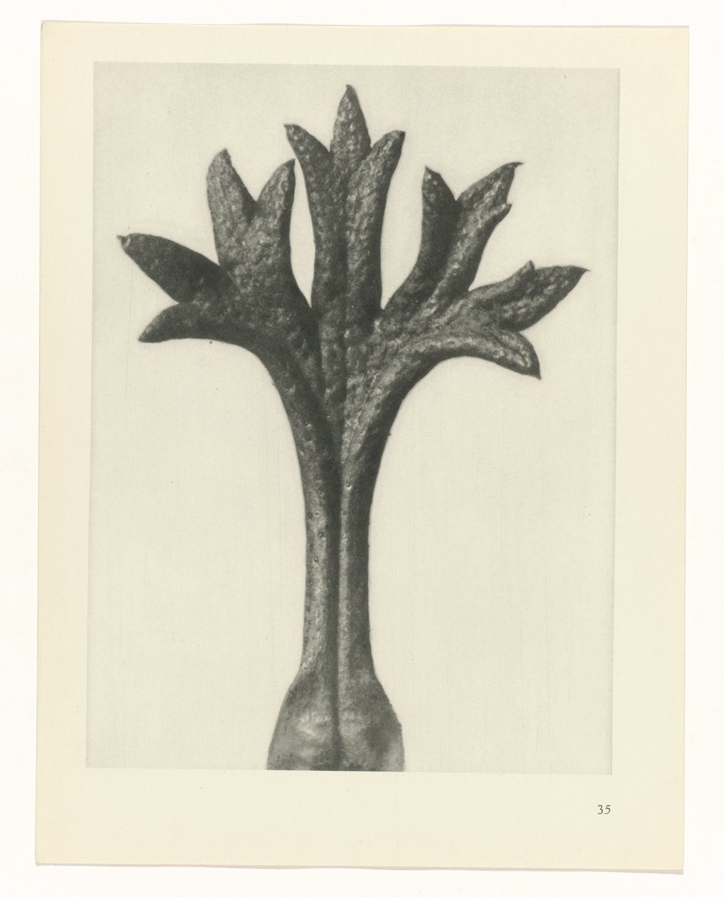 planlegge studie Archetypes of Art (serietittel) av Karl Blossfeldt