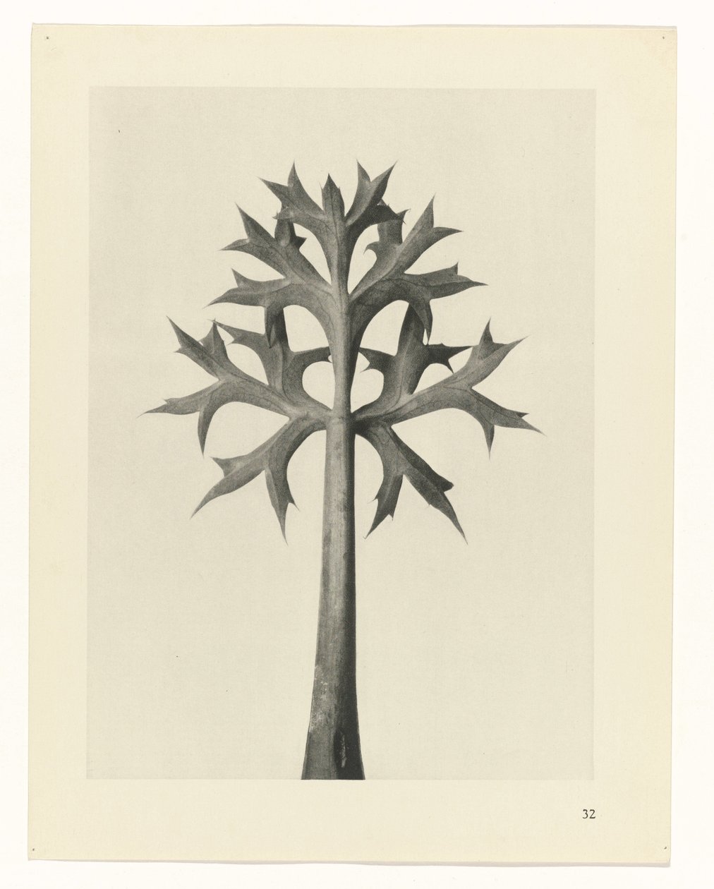 planlegge studie Archetypes of Art (serietittel) av Karl Blossfeldt