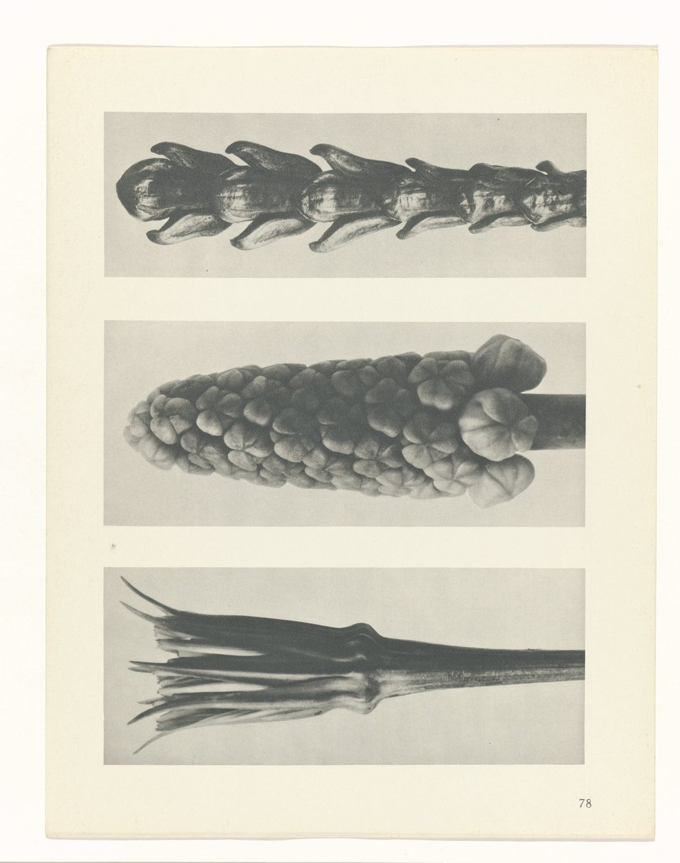 planlegge studie Archetypes of Art (serietittel) av Karl Blossfeldt