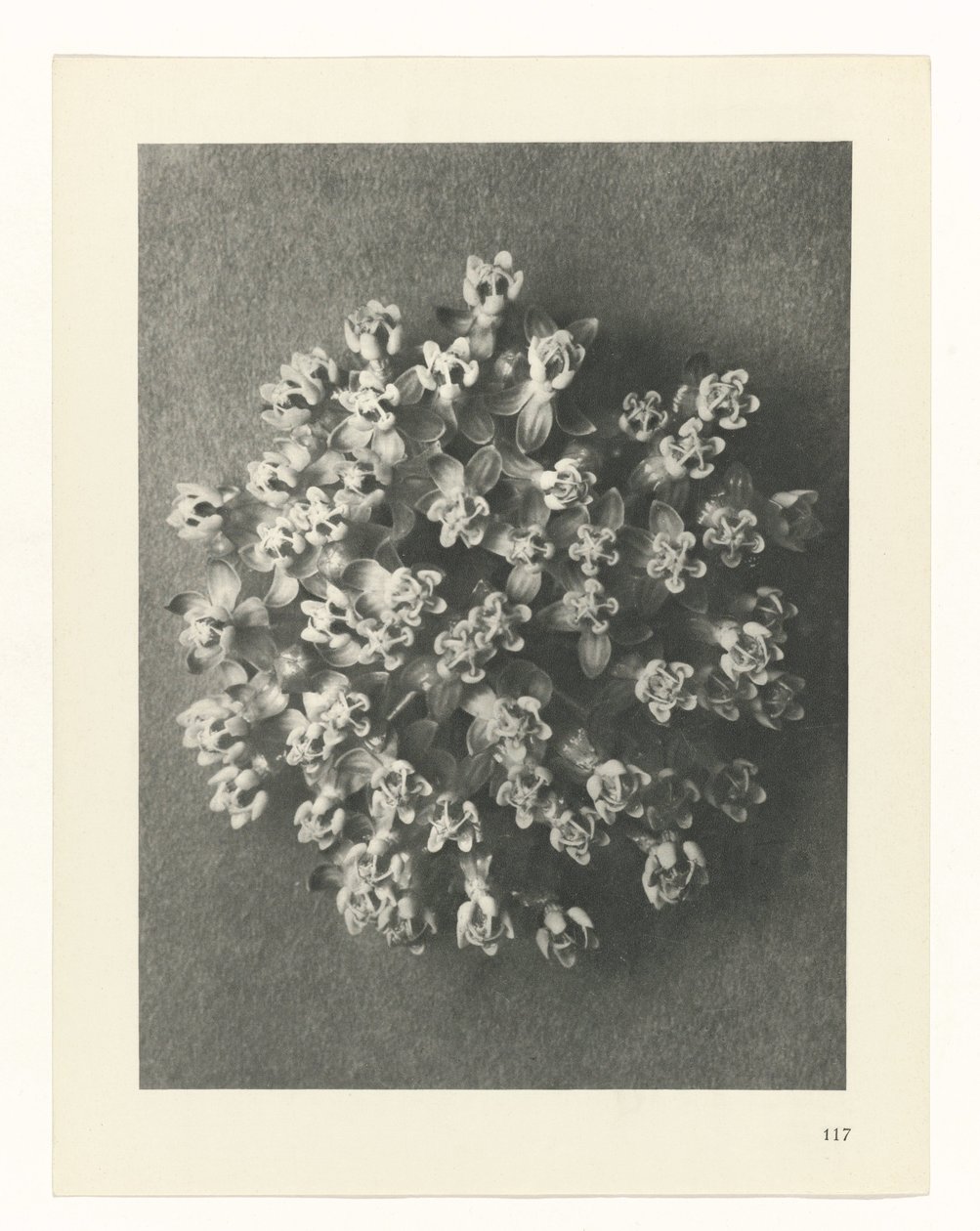planlegge studie Archetypes of Art (serietittel) av Karl Blossfeldt