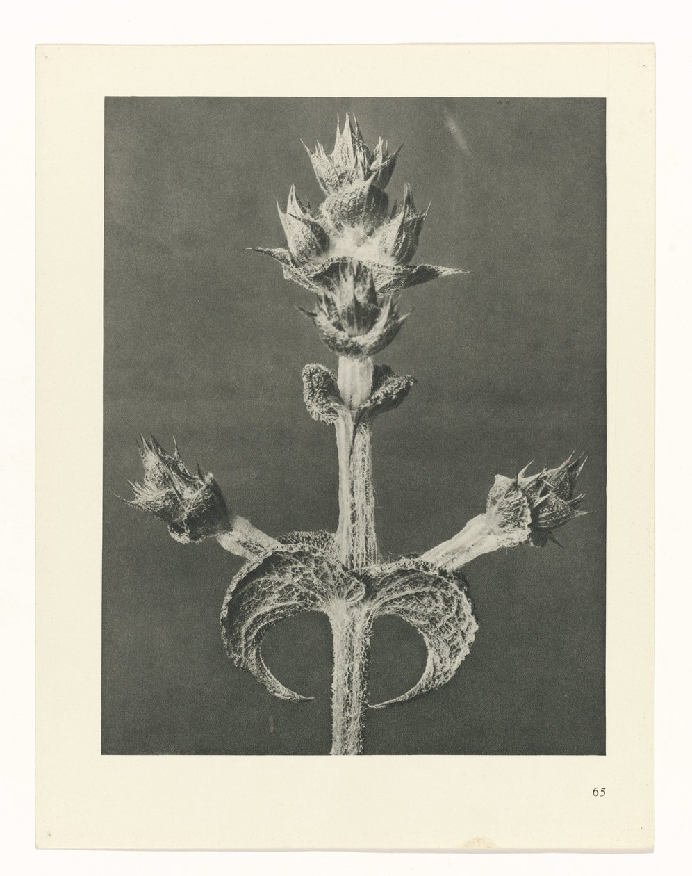planlegge studie Archetypes of Art (serietittel) av Karl Blossfeldt