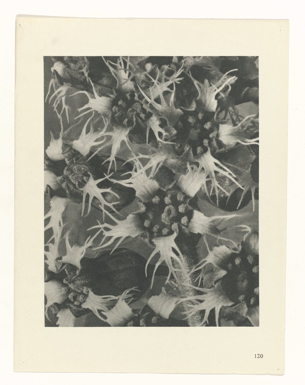 planlegge studie Archetypes of Art (serietittel) av Karl Blossfeldt