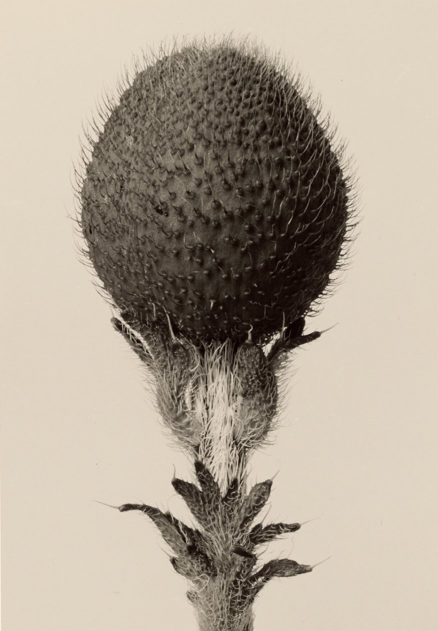  av Karl Blossfeldt