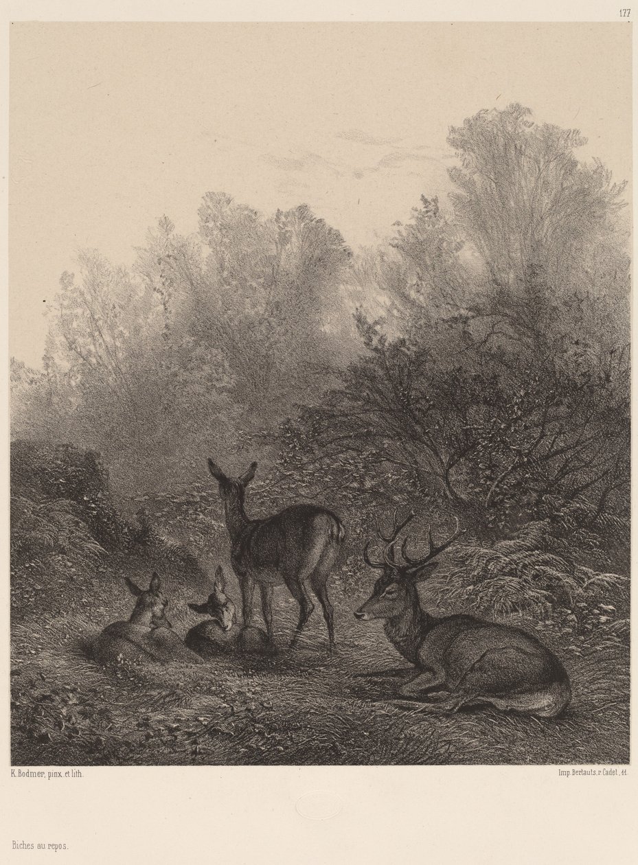 Hjort hviler av Karl Bodmer