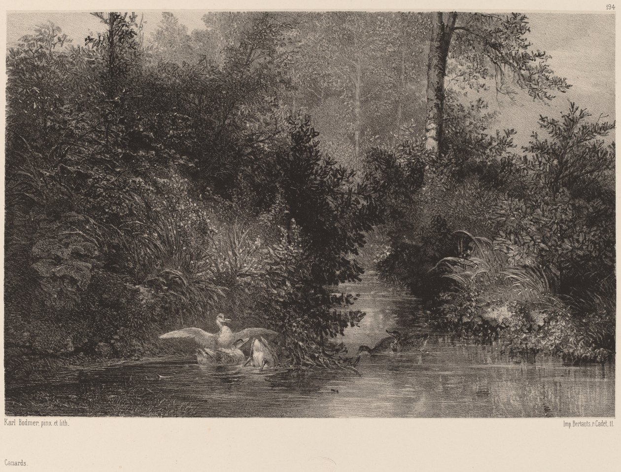 Ducks, 18611866. av Karl Bodmer