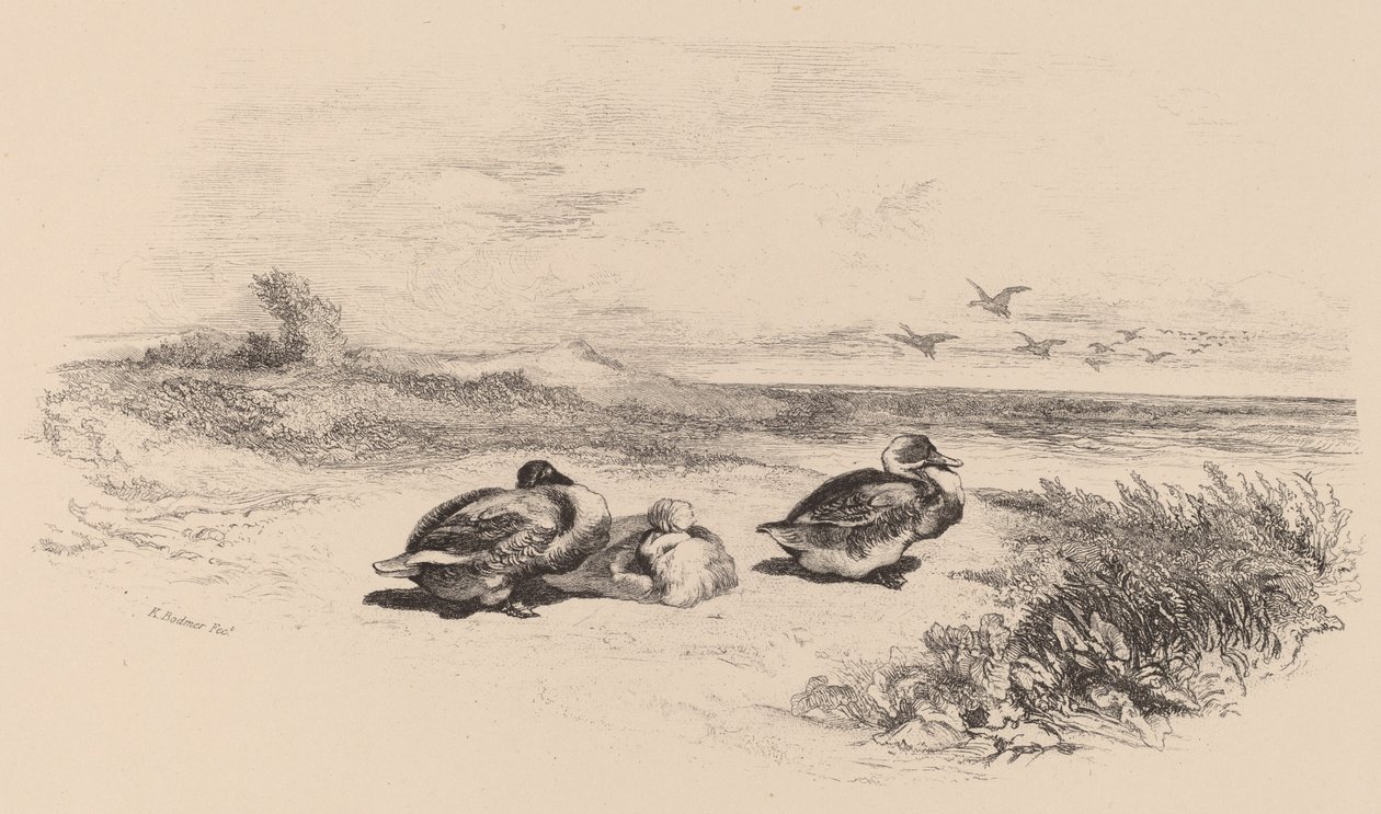 Villender. av Karl Bodmer