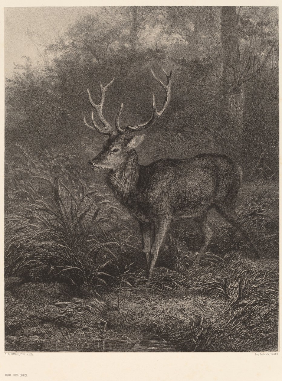 Cerf Dix-Cors av Karl Bodmer