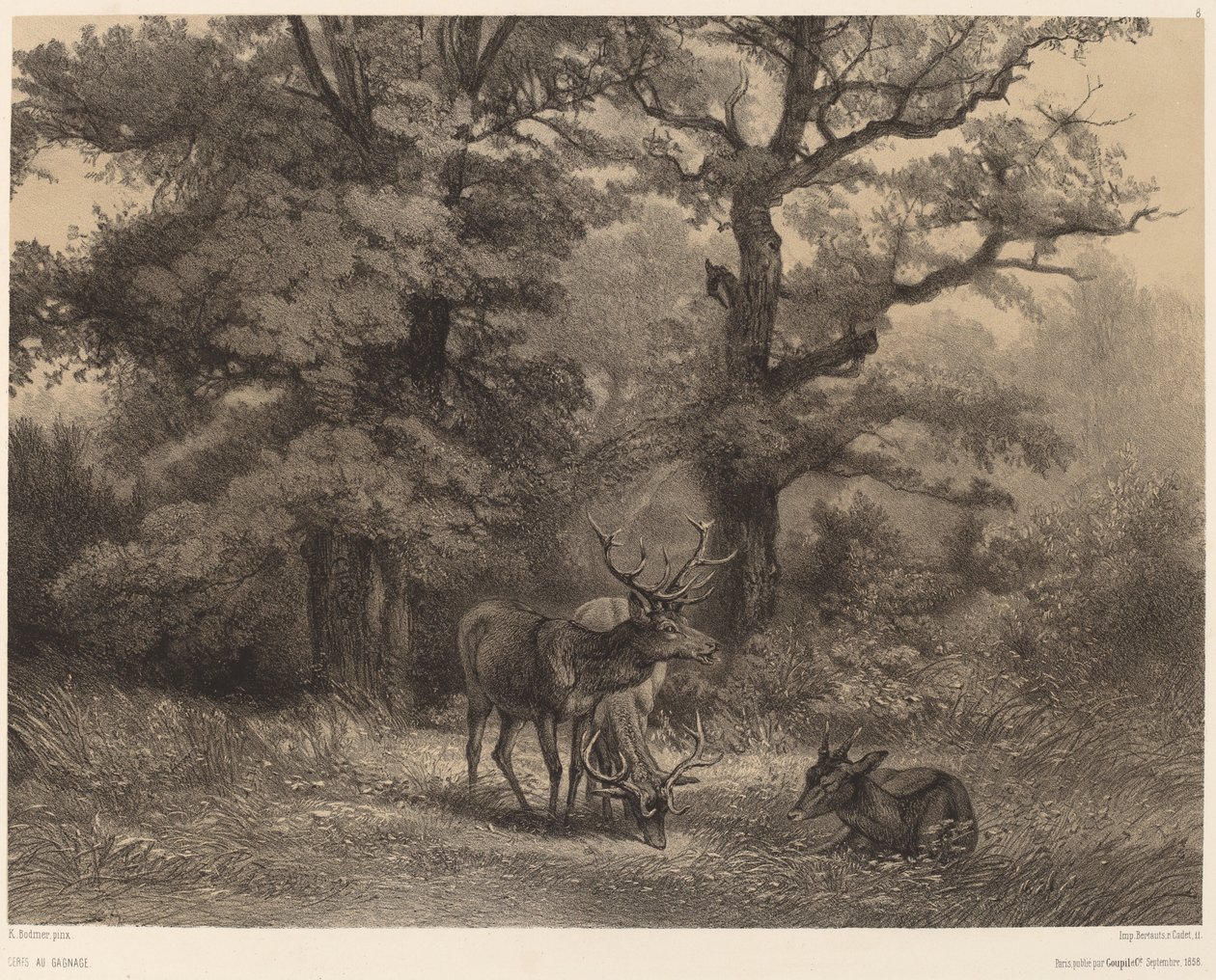 Hjort på Gagnage. av Karl Bodmer
