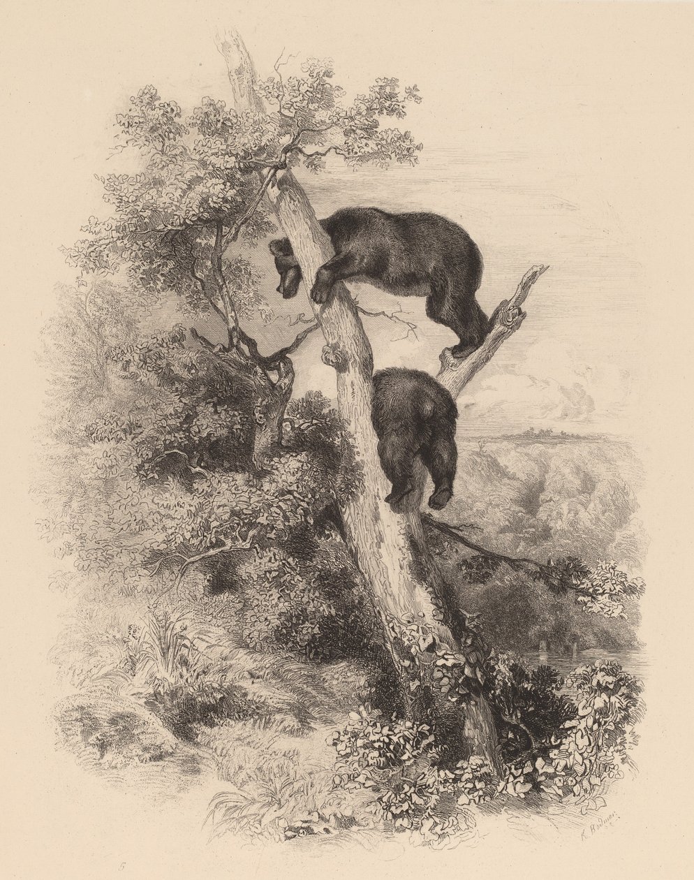 To bjørner. av Karl Bodmer