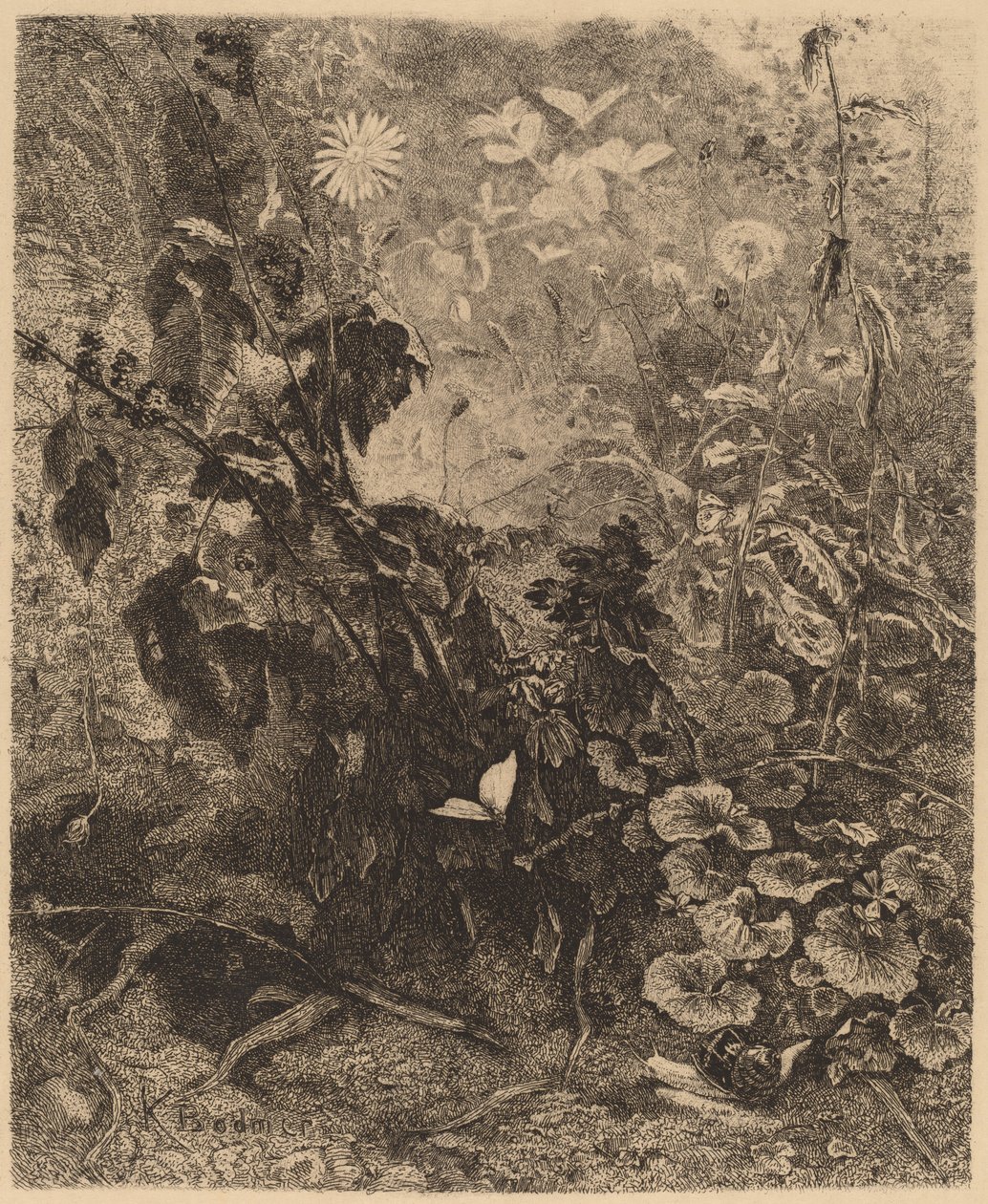 Snegler og sommerfugler. av Karl Bodmer