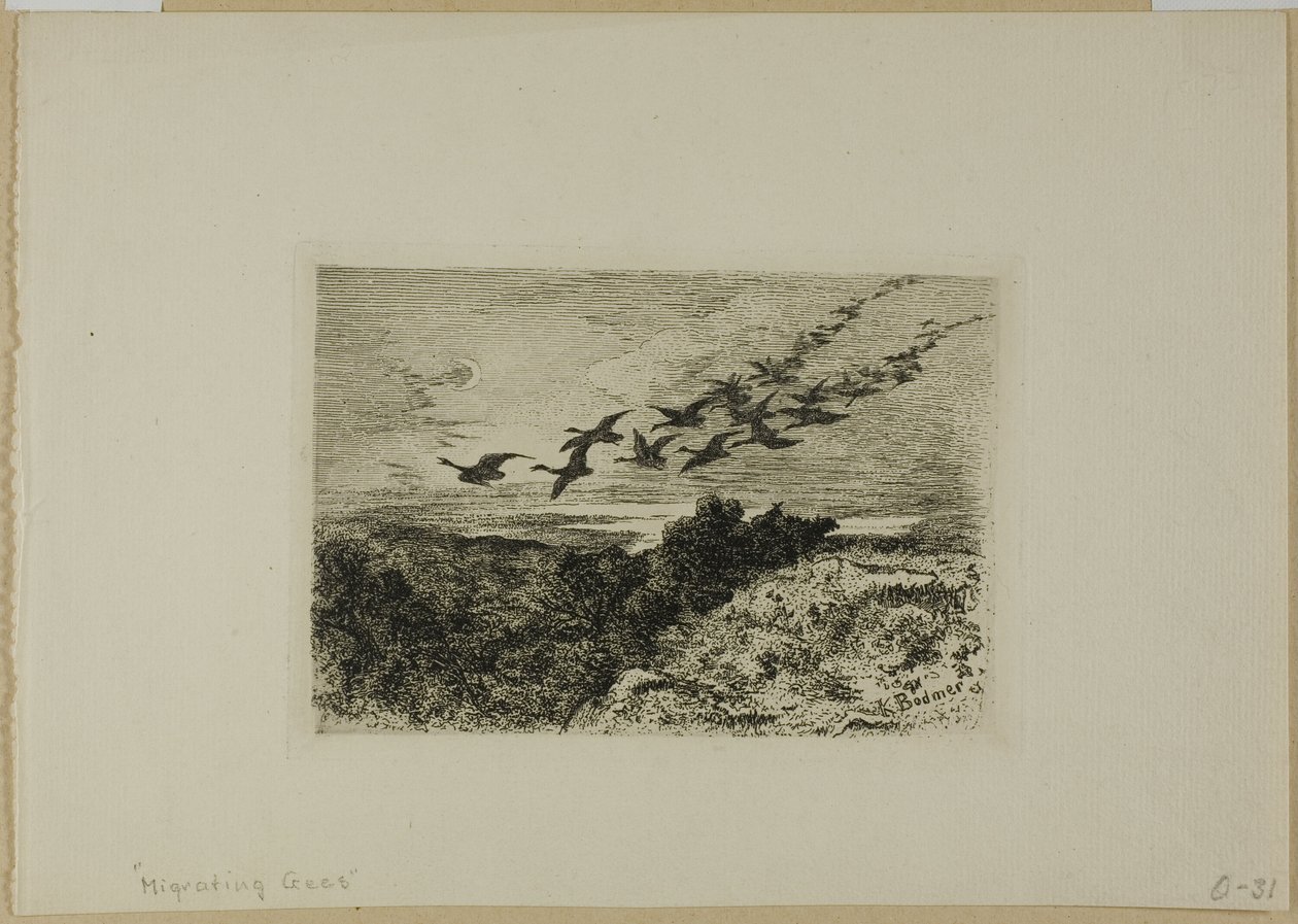 Flyvende gjess av Karl Bodmer