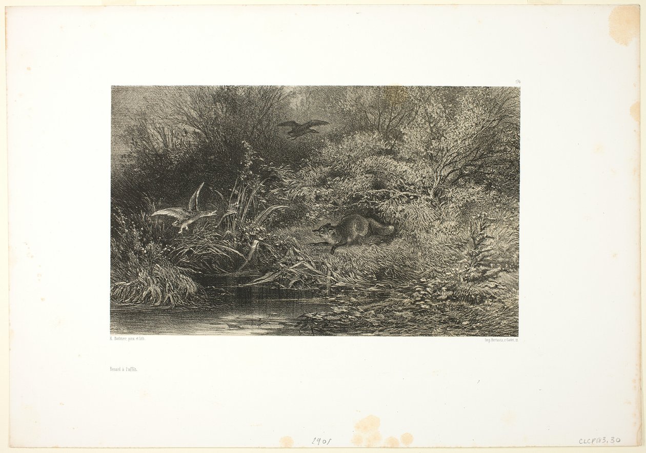 Rev på jakt av Karl Bodmer