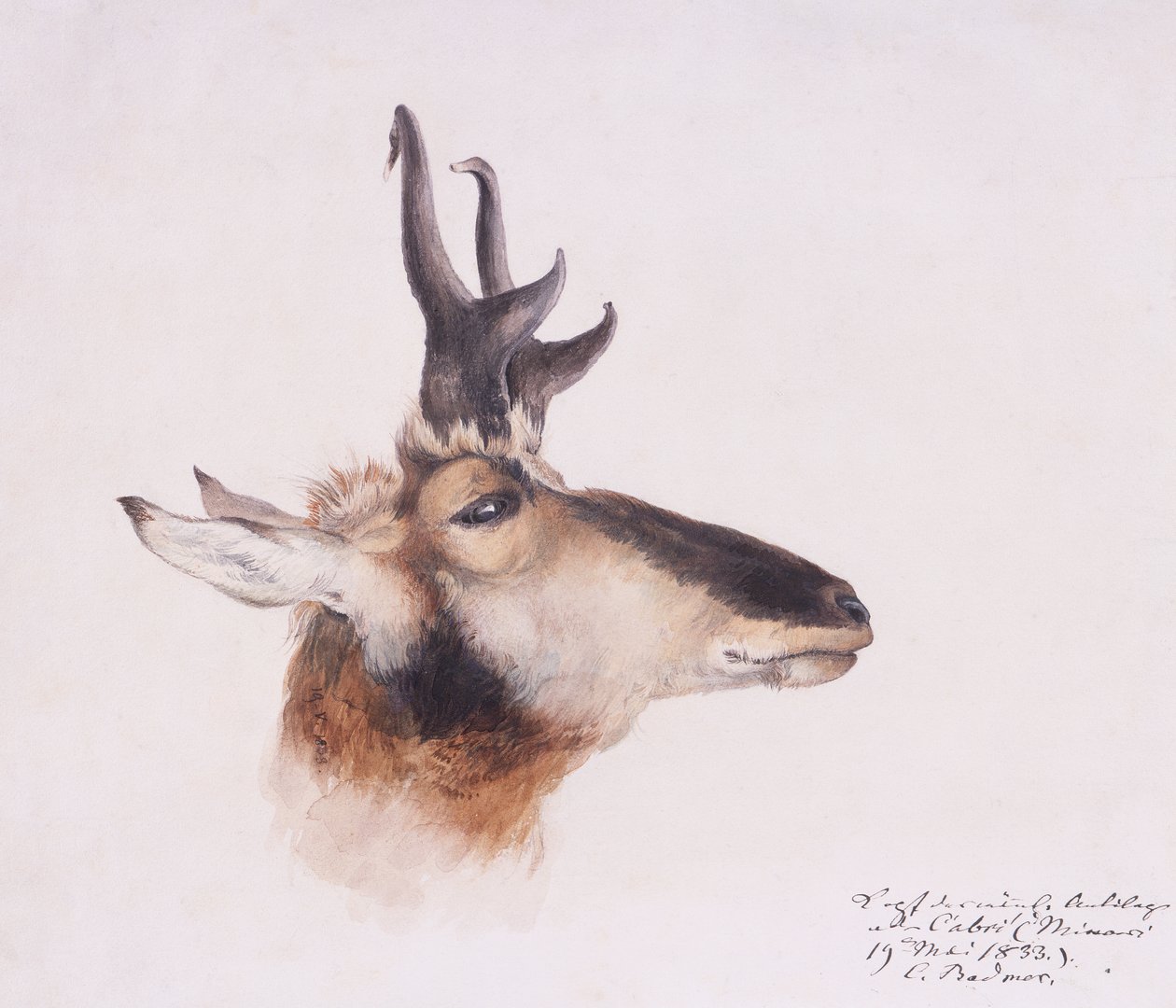 Hodet til en antilope av Karl Bodmer