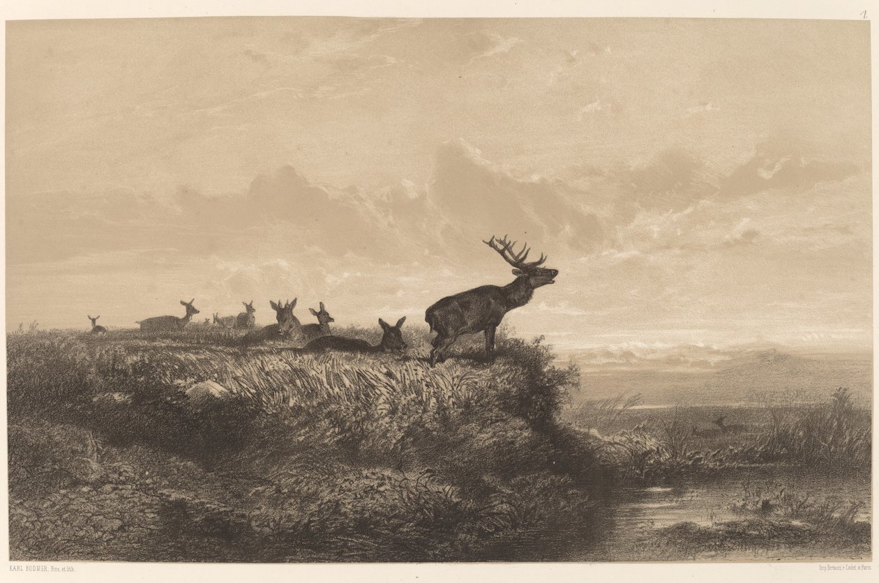 Morgenen. Hjort og hinds. av Karl Bodmer
