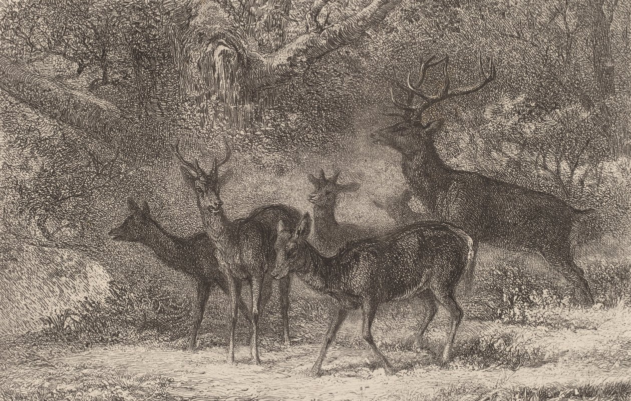 Flokken. av Karl Bodmer