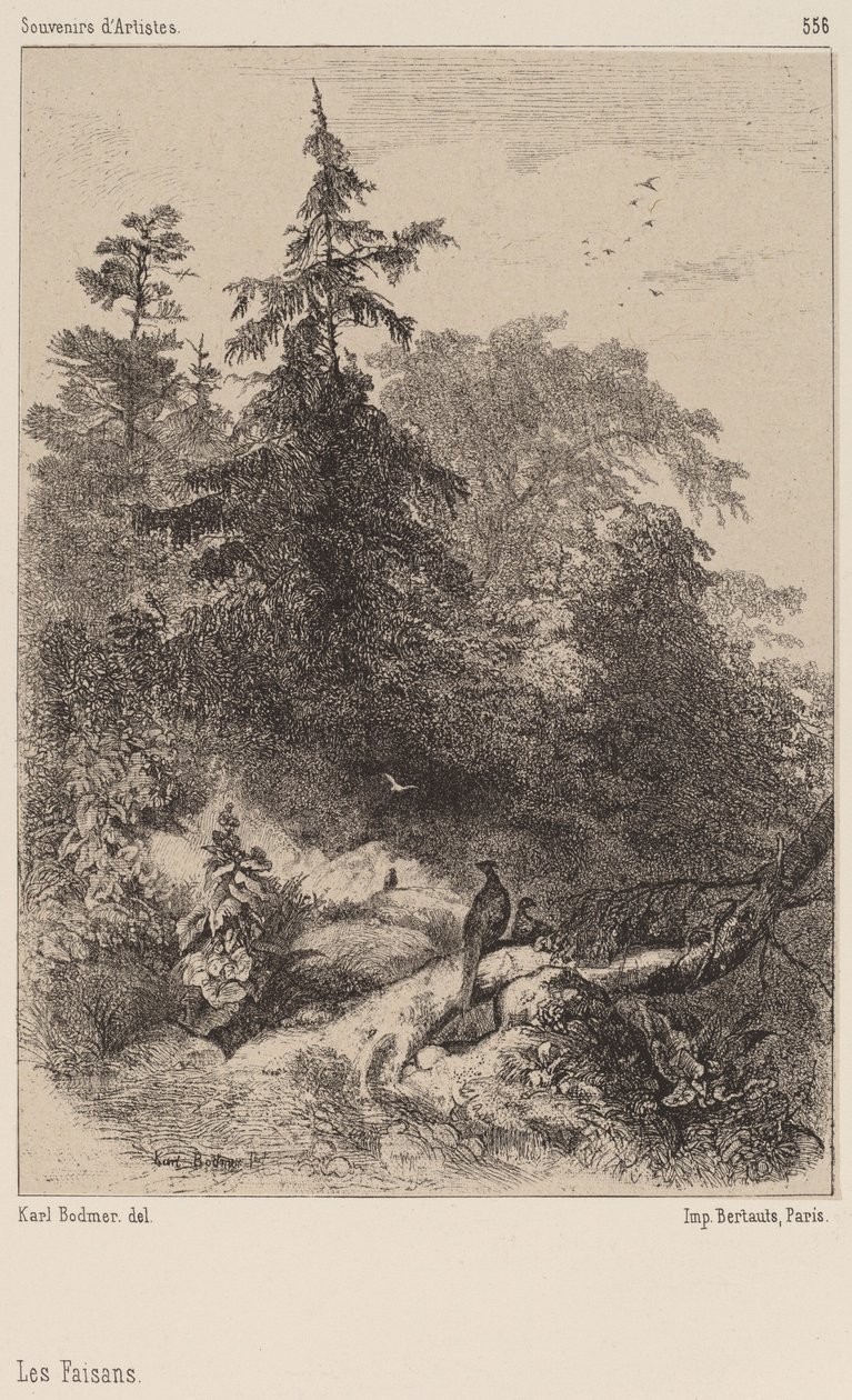 Fasaner av Karl Bodmer