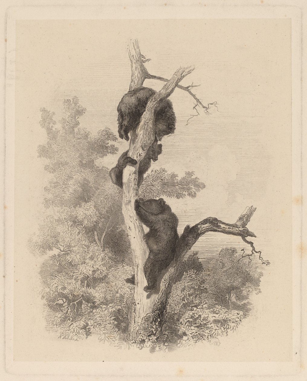 Les Ours (bjørnene) av Karl Bodmer