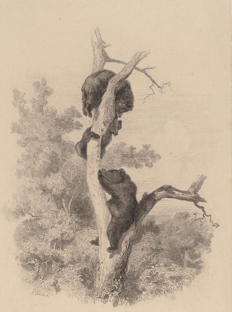 Bjørnene. av Karl Bodmer