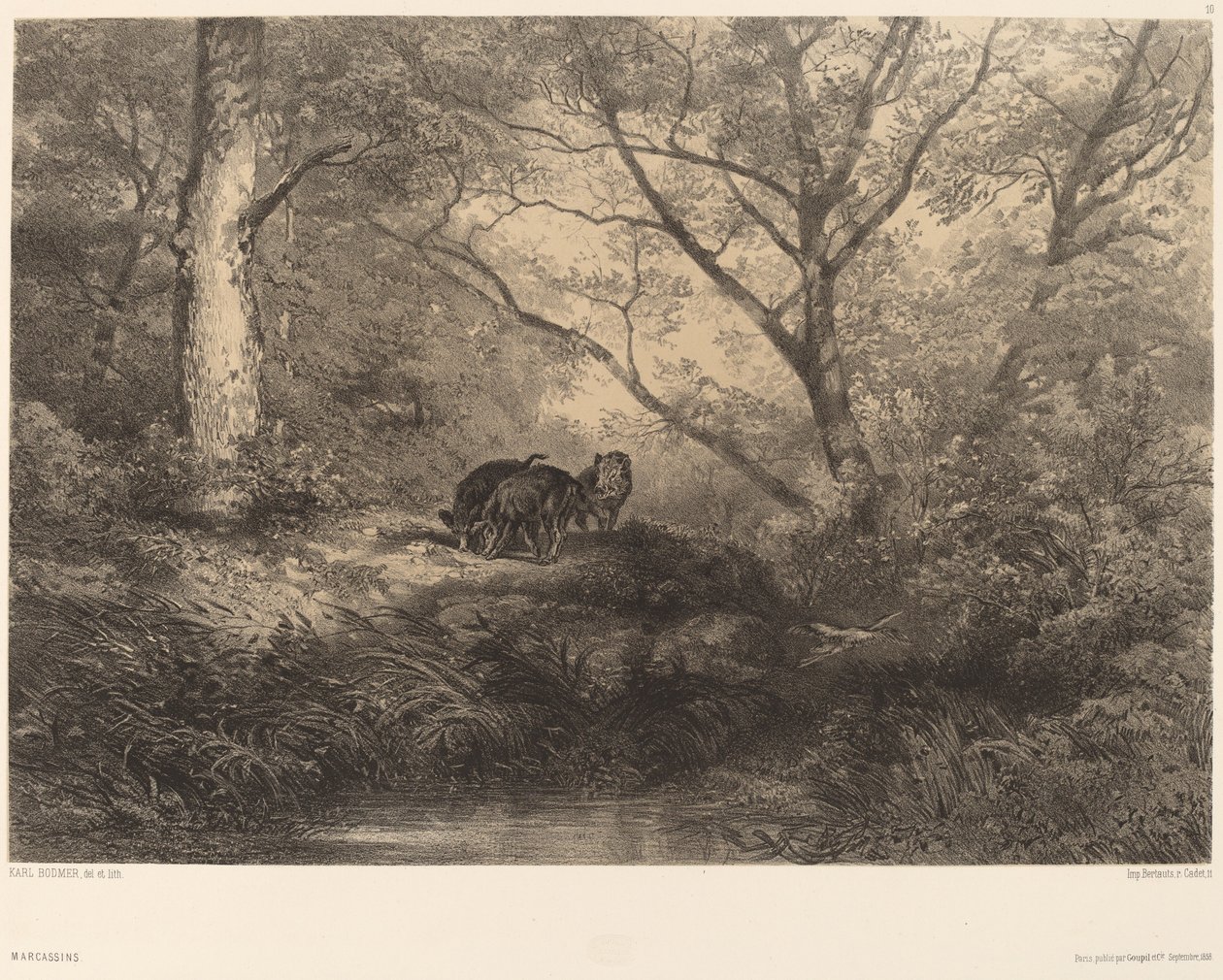 Marcassins av Karl Bodmer