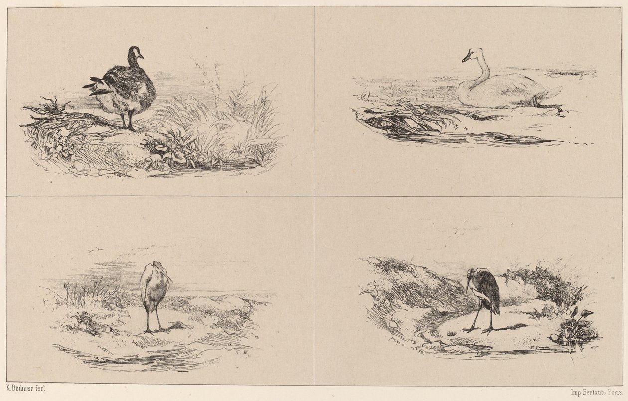 Gjess, svaner, hegre av Karl Bodmer