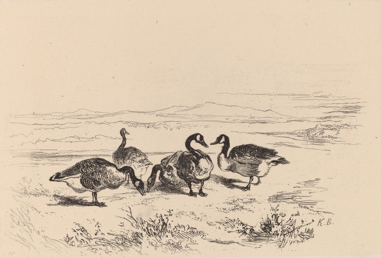 Bramgås. av Karl Bodmer