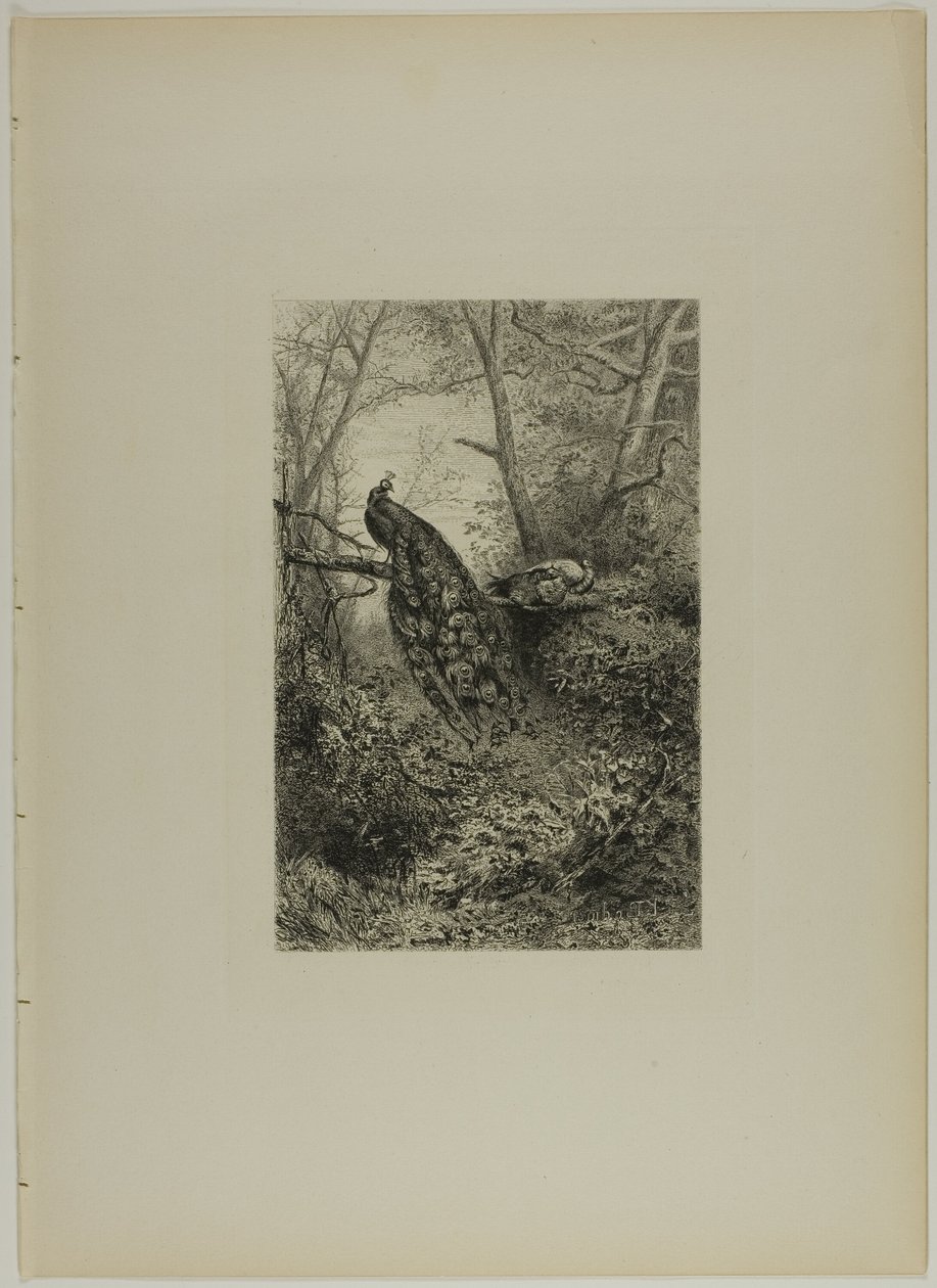 Påfugler på en gren av Karl Bodmer